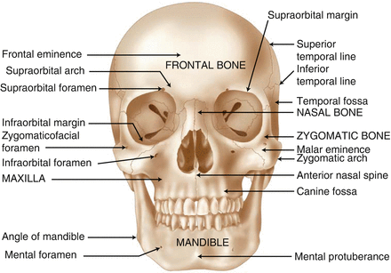 Figure 11 Anterior view of the skull Figure 12 Lateral view of the - photo 1