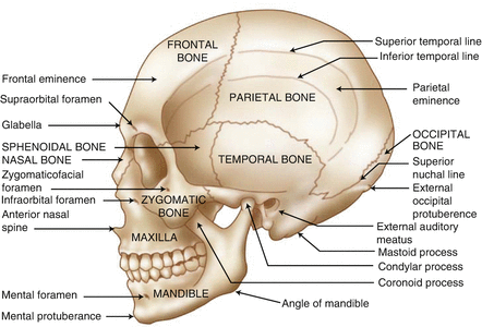 Figure 12 Lateral view of the skull Figure 13 Lateral view muscles of - photo 2