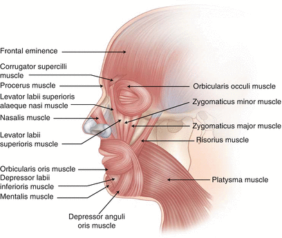 Figure 13 Lateral view muscles of the head and neck Figure 14 Left - photo 3