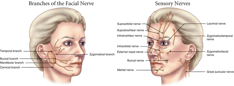 Figure 14 Left branches of cranial nerve VII facial nerve Right - photo 4