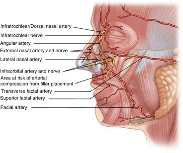 Figure 16 Vascular supply to the face Source Reprint from Nouri K - photo 6