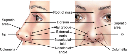 Figure 17 Anatomy of the nose Figure 18 Subunits of the face - photo 7