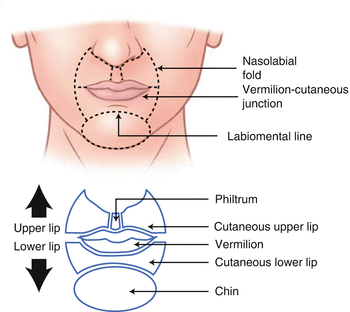 Figure 18 Subunits of the face Figure 19 Anatomy of the external ear - photo 8