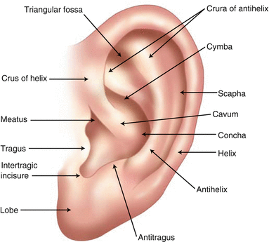 Figure 19 Anatomy of the external ear Figure 110 Anatomy of the eye - photo 9