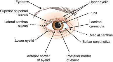 Figure 110 Anatomy of the eye Figure 111 Anatomy of the nail unit - photo 10