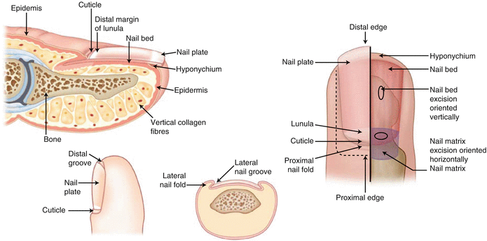 Figure 111 Anatomy of the nail unit Figure 112 Skin tension lines - photo 11