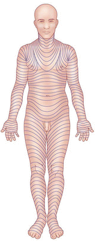 Figure 113 Skin tension lines anterior Figure 114 Skin tension lines - photo 13