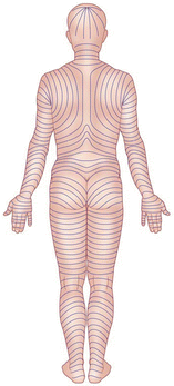 Figure 114 Skin tension lines posterior Figure 115 Great saphenous - photo 14