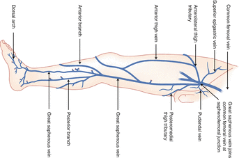 Figure 115 Great saphenous vein GSV and its tributaries Figure 116 - photo 15