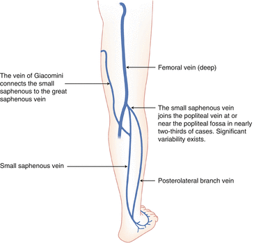 Figure 116 Small saphenous vein SSV and its tributaries Elizabeth Hale - photo 16