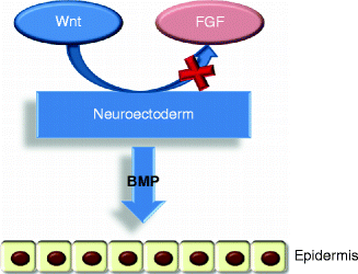 Fig 12 The epidermis formation Wnt signaling blocks FGF activity on the - photo 2