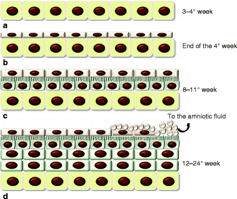 Fig 13 Development of the epidermis a The covering ectoderm is formed by - photo 3