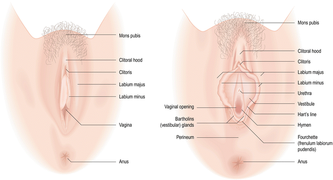 Fig 11 External genitalia of the vulva Used with permission from Robboy et - photo 1