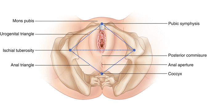 Fig 12 Perineal surface anatomy Embryology of the Female Reproductive - photo 2