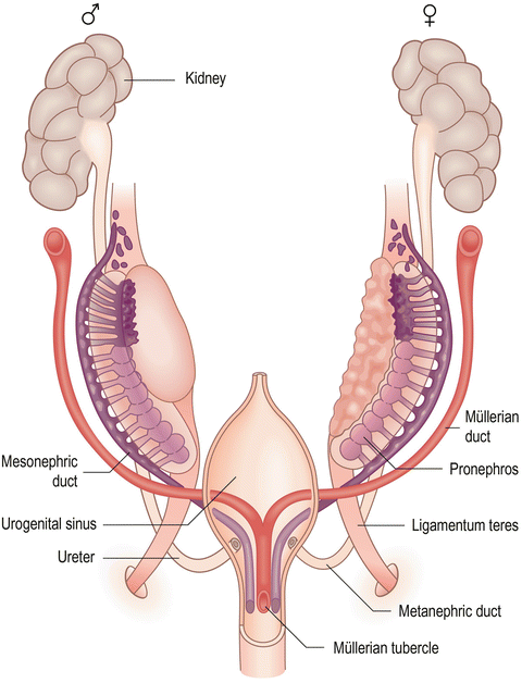 Fig 13 Anlage of the genital organs in the indifferent bisexual stage Used - photo 3