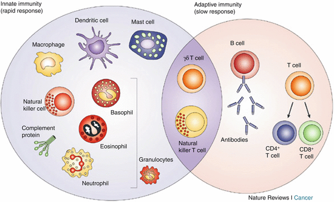 Fig 11 An overview of the innate and adaptive immune system Reprinted by - photo 1