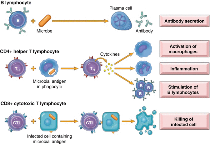 Fig 12 The principle classes of lymphocytes and their functions in adaptive - photo 2