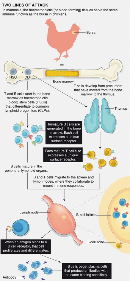 Fig 13 The origin and fate of B and T lymphocytes Reprinted by permission - photo 3