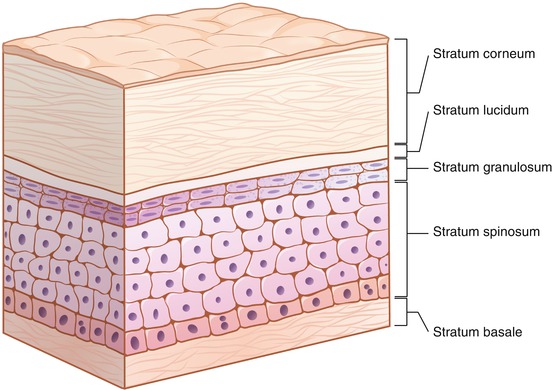 Fig 11 Epidermis Stratum Corneum The stratum corneum is flat and does not - photo 1