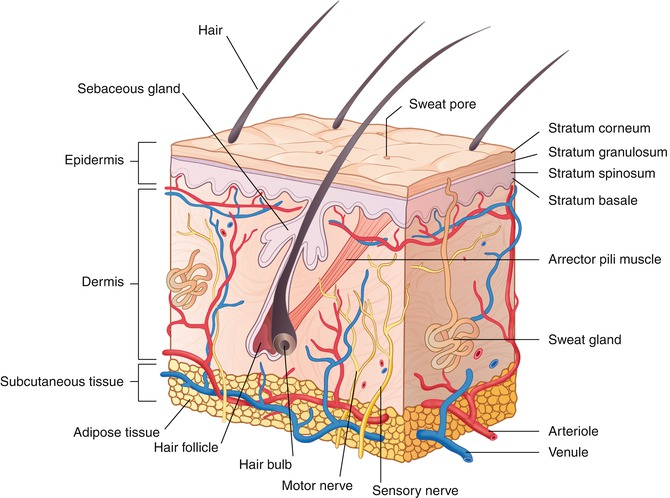 Fig 12 Cross-section of the skin and subcutaneous tissue 1113 - photo 2