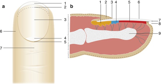 Fig 11 a Anatomy of the nail apparatus Upper view free edge - photo 1