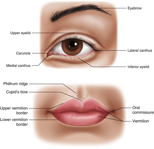 Fig 11 Eyelids Eyebrow Upper eyelid Medical cantus Caruncle - photo 1