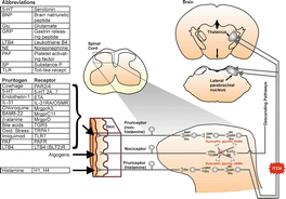 Fig 11 Schematic drawing of neural pathway for itch Tables to left show - photo 1