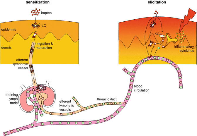 Fig 11 Major immunological events in allergic contact dermatitis In the - photo 1