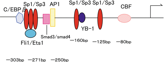 Fig 12 Transcriptional regulation of the human 2I collagen gene The human - photo 2