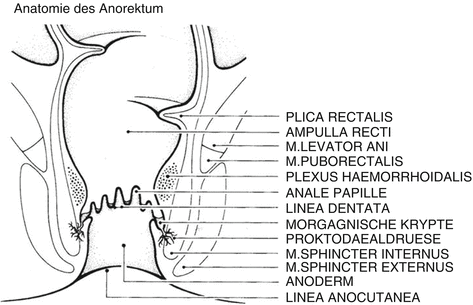 Fig 11 Anorectal anatomy schematic Wienert and Mlitz 12 - photo 1