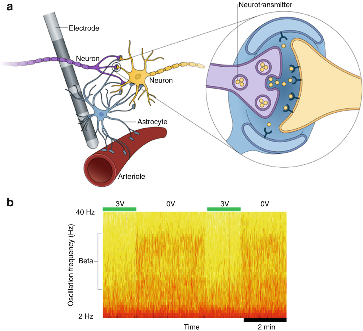 Deep brain stimulation mechanisms a Neurotransmitters inset are released - photo 3