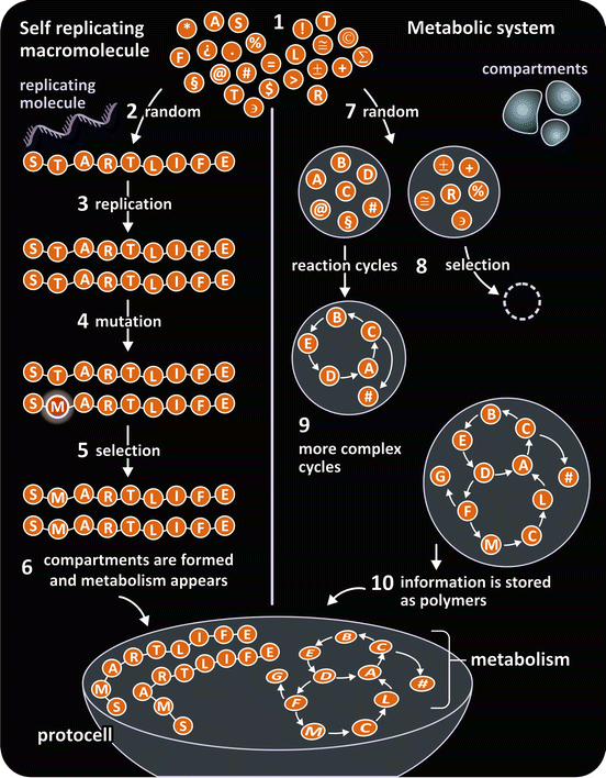 Fig 12 Schematic representation of the replicator and metabolism hypotheses - photo 2