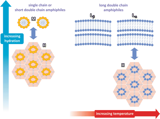 Fig 13 The structure of lipid assemblies depends mainly on the degree of - photo 4