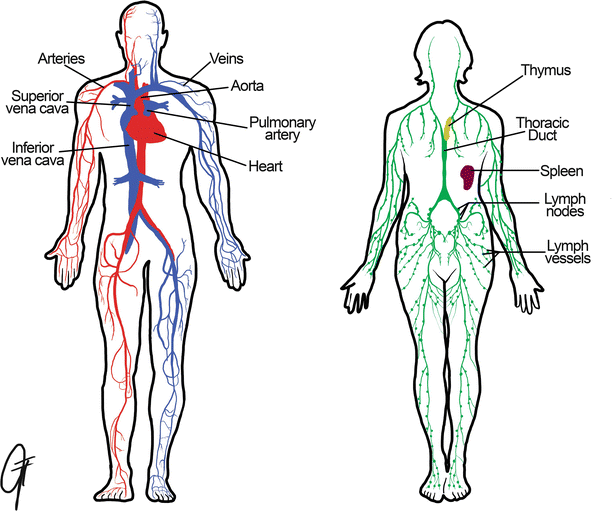 Fig 11 The major components of the cardiovascular system circulating blood - photo 1