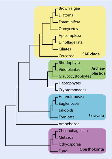 Fig 12 Phylogenetic relationships of eukaryotes based on the phylogenomic - photo 2