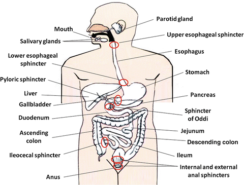 Fig 11 A schematic diagram of the gastrointestinal system showing the - photo 1