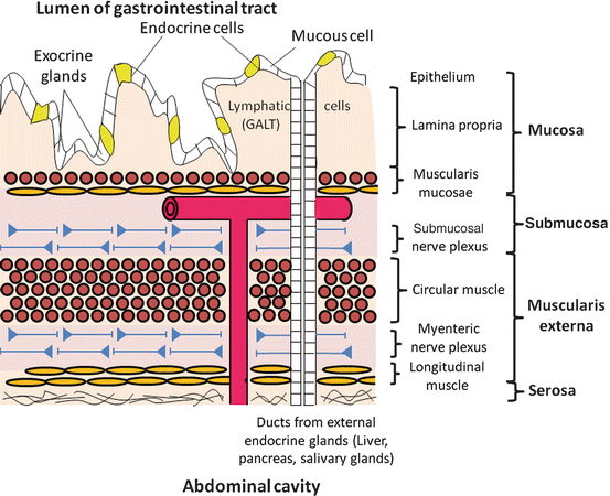 Fig 12 A longitudinal section of the digestive tract wall illustrating the - photo 2