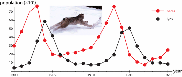 Figure 11 Oscillations in the populations of lynx and snowshoe hares over - photo 1