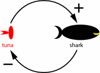 Figure 13 Shark and tuna feedback dynamics More generally in a feedback - photo 4