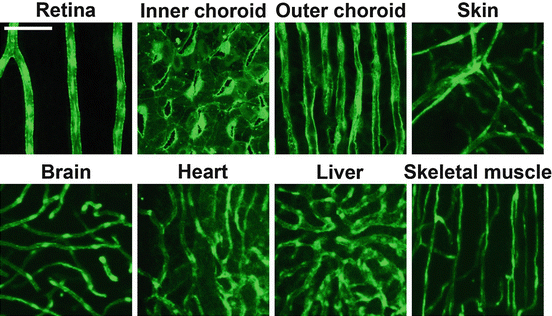 Fig 11 Morphological differences between capillary beds of various tissues - photo 1