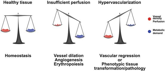 Fig 12 Vascular endowment is balanced by the metabolic needs of the tissue - photo 2