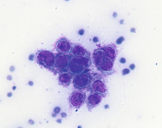 Fig 12 Cytology of the stratum basale a cluster of basal keratinocytes Note - photo 2