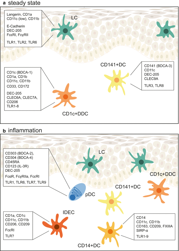 Fig 11 LC and DC populations in human skin a LC and DC residing in human - photo 1