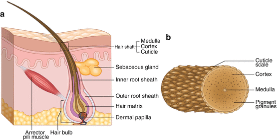 Fig 11 a Longitudinal section of the hair depicting the epidermal and - photo 1