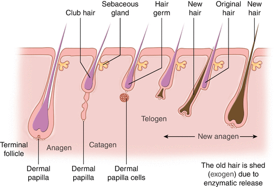 Fig 13 The hair growth cycle At any given time approximately 90 of the - photo 3