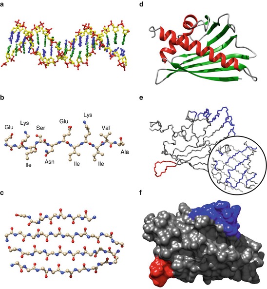 Fig 11 From gene to epitope a Structure of the DNA double helix red - photo 1