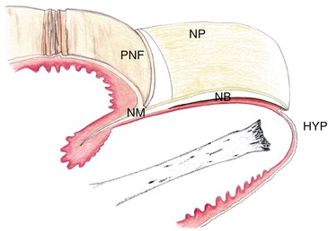 Fig 12 This illustration of a sagittal section of the finger provides us with - photo 2