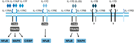 Figure 11 IL-17 receptors The IL-17R family comprises five members IL-17RA - photo 1