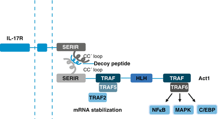 Figure 12 Structure of Act1 Act1 is IL-17R adaptor which relays IL-17 - photo 2