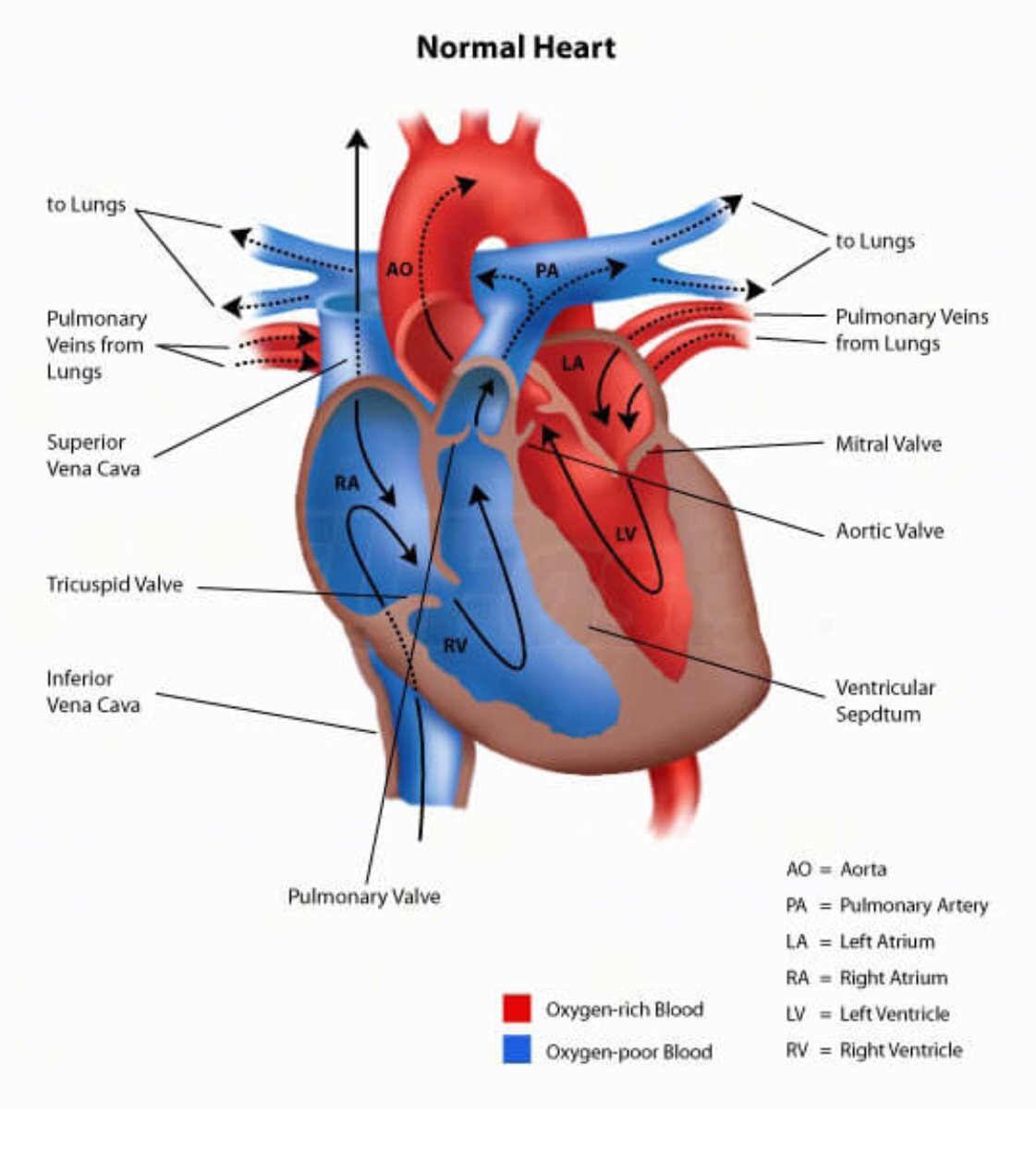 FUNCTIONALITY Activities from the correct side from the coronary heart and the - photo 1